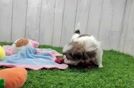 Fluffy Shitzu Purebred Puppy