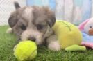Energetic Aussie Bichon Designer Puppy