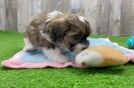 Shih Poo Puppy for Adoption