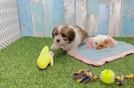 Cavachon Pup Being Cute