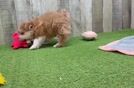 Playful Pom Frise Designer Puppy