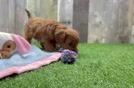 Cavapoo Pup Being Cute
