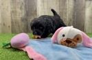 Meet Elon - our Mini Goldendoodle Puppy Video