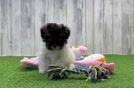 Fluffy Havapoo Poodle Mix Pup