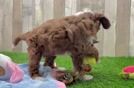 Adorable Irish Setterpoo Poodle Mix Puppy