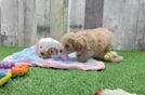 Hypoallergenic Malt a Poo Poodle Mix Puppy
