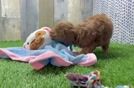 Poodle Puppy for Adoption