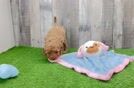 Cavapoo Puppy for Adoption