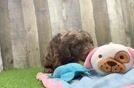 Mini Labradoodle Puppy for Adoption