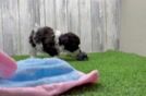 Smart Havapoo Poodle Mix Pup