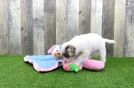 Meet Sage - our Cavapoo Puppy Video