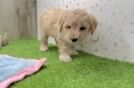 Best Poodle Baby