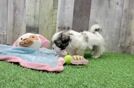 Meet Addison - our Teddy Bear Puppy Video