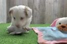 Mini Aussiedoodle Pup Being Cute