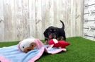 Cute Doxie Purebred Puppy