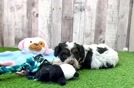 Popular Cavapoo Poodle Mix Pup