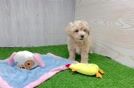 Energetic Maltepoo Poodle Mix Puppy