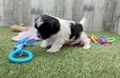 Hypoallergenic Shih Poo Poodle Mix Puppy