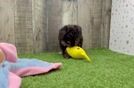 Poodle Pup Being Cute