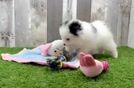 Playful Pomeranian Purebred Pup