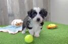 Aussiechon Puppy for Adoption