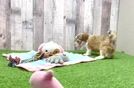 Happy Bichon Habanero Purebred Puppy