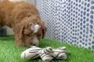 Playful Mini Groodle Poodle Mix Puppy