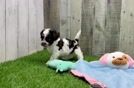 Hypoallergenic Havadoodle Poodle Mix Puppy