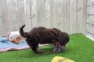 Mini Doxiedoodle Puppy for Adoption