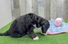 Mini Bernedoodle Pup Being Cute