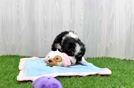 Adorable Bernadoodle Poodle Mix Puppy