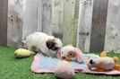 Meet Missy - our Teddy Bear Puppy Video  - Pilesgrove Pups Teddy Bear Puppy for Adoption