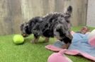 Best Poodle Baby