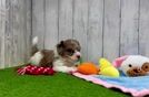 Happy Havapoo Baby