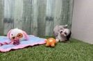 Aussiechon Pup Being Cute