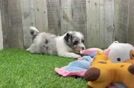 Meet Hollis - our Mini Aussiedoodle Puppy Video