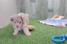 Smart Mini Aussiedoodle Poodle Mix Pup