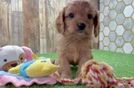 Cavapoo Puppy for Adoption