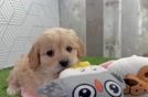 Best Cavapoo Baby