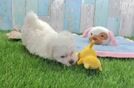 Friendly Maltese Baby