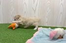 Meet Layla - our Maltipoo Puppy Video  - Lone Star Pups Happy Maltipoo Baby