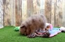 Meet Larry - our Pomeranian Puppy Video