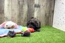Meet Eli - our Mini Goldendoodle Puppy Video