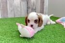 Best Cavalier King Charles Spaniel Baby