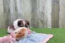 Smart Shih Pom Designer Pup