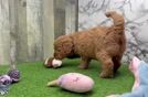 Meet Banzai - our Mini Irish Doodle Puppy Video