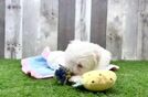 Best Maltese Baby