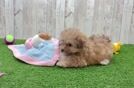Smart Havapoo Poodle Mix Pup