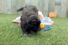 Smart Shih Poo Poodle Mix Pup