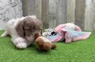 Little Labrapoo Poodle Mix Puppy